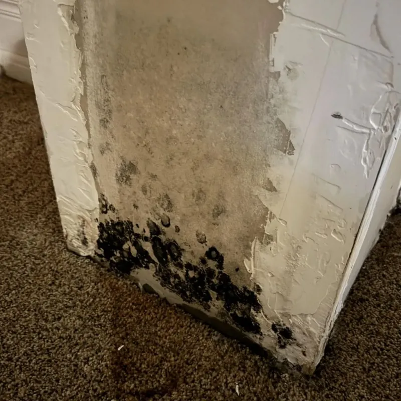 Professional Mold Removal in Palmer, MA